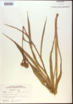000022033-thumbnail.jpg