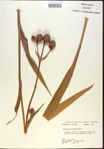 000022037-thumbnail.jpg