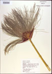 Cyperus