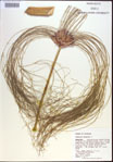 Cyperus