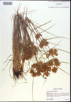 000022426-thumbnail.jpg