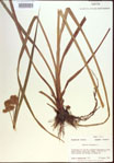 Cyperus