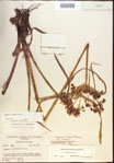 000022727-thumbnail.jpg