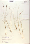 Fimbristylis