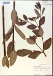 000024222-thumbnail.jpg