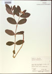 000024223-thumbnail.jpg