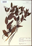 000024224-thumbnail.jpg