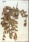 000024225-thumbnail.jpg