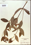 000024229-thumbnail.jpg