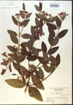 000024231-thumbnail.jpg