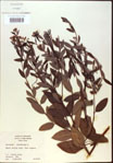 000024234-thumbnail.jpg