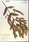000024239-thumbnail.jpg