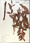 000024240-thumbnail.jpg