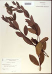 000024241-thumbnail.jpg