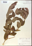 000024242-thumbnail.jpg