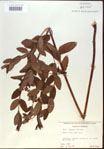 000024243-thumbnail.jpg