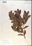 000024244-thumbnail.jpg