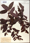 000024245-thumbnail.jpg
