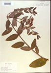 000024246-thumbnail.jpg