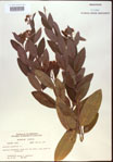 000024247-thumbnail.jpg