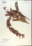 000024249-thumbnail.jpg