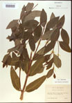 000024250-thumbnail.jpg