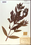 000024251-thumbnail.jpg