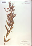 000024252-thumbnail.jpg