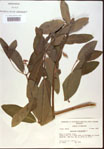 000024253-thumbnail.jpg