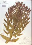 000024254-thumbnail.jpg