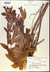000024257-thumbnail.jpg