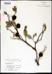 000024301-thumbnail.jpg