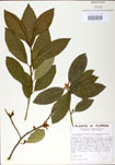 000024344-thumbnail.jpg