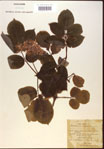 000024371-thumbnail.jpg