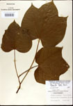 000024375-thumbnail.jpg