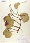 000024437-thumbnail.jpg