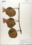 000024440-thumbnail.jpg