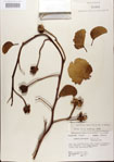 000024441-thumbnail.jpg