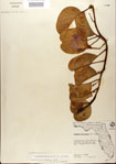 000024442-thumbnail.jpg