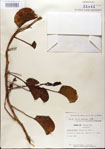 000024443-thumbnail.jpg