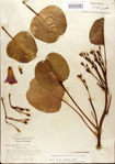 000024445-thumbnail.jpg