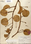 000024446-thumbnail.jpg