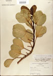 000024447-thumbnail.jpg