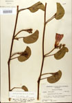 000024450-thumbnail.jpg