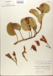 000024451-thumbnail.jpg