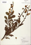 000024491-thumbnail.jpg
