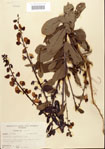 000024494-thumbnail.jpg