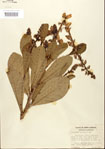000024497-thumbnail.jpg