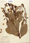 000024498-thumbnail.jpg