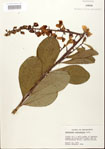 000024499-thumbnail.jpg